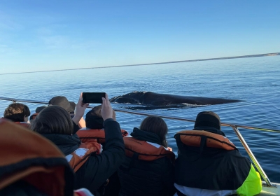 Viaje a puerto Madryn 2024